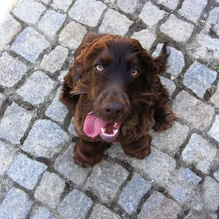 בית כפרי Solar Quinta Da Portela - Douro