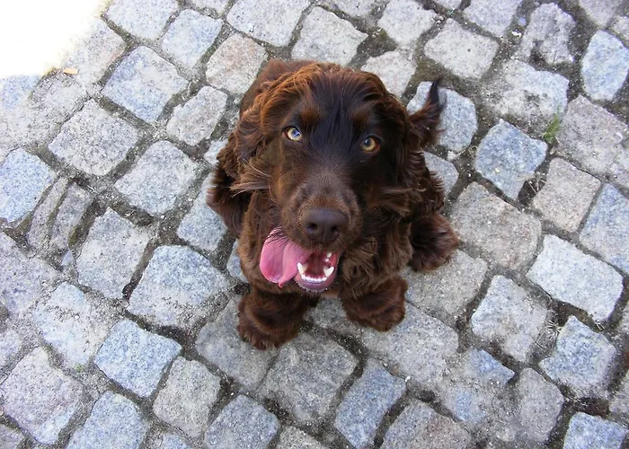 Country house Solar Quinta Da Portela - Douro