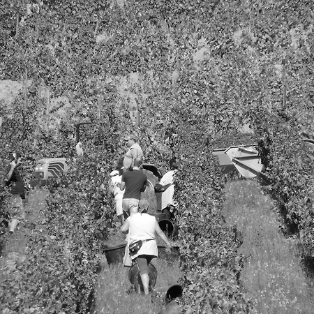 Solar Quinta Da Portela - Douro * Santa Marta de Penaguião